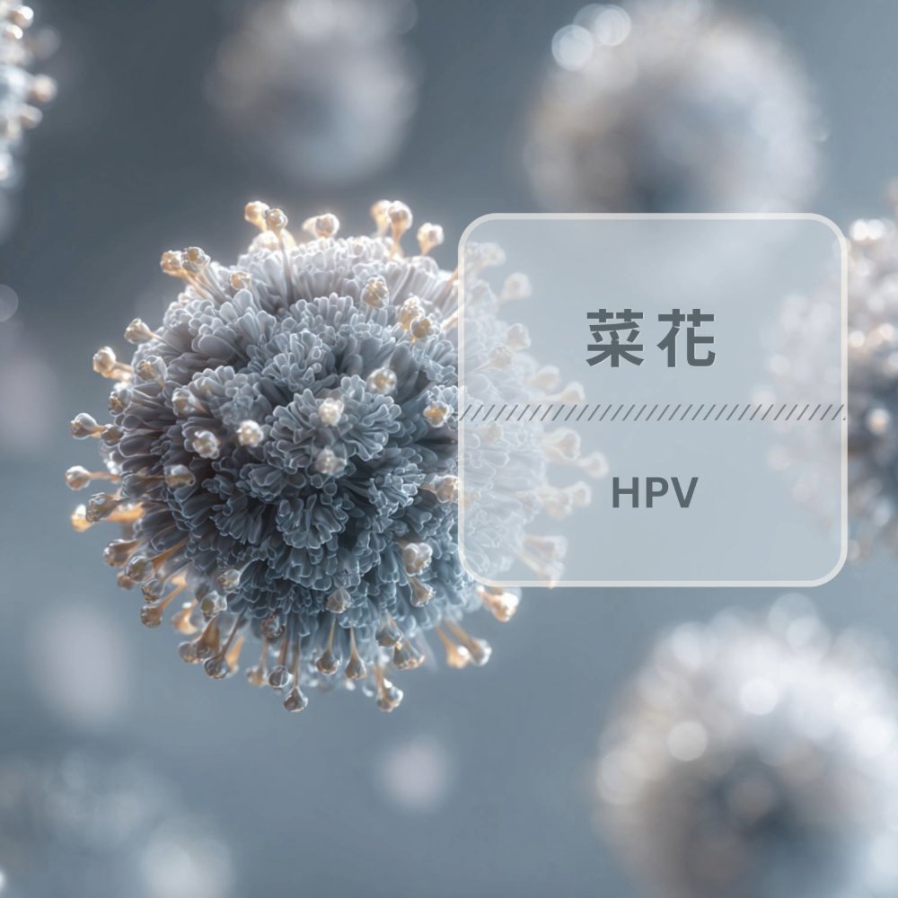 菜花（HPV / 尖銳濕疣）