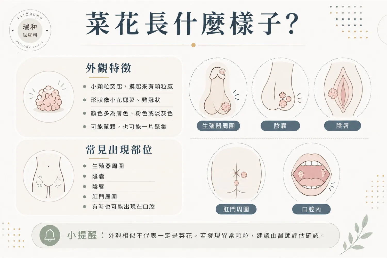 菜花長什麼樣子?尖銳濕疣臨床外觀特徵圖解:花椰菜狀、雞冠狀突起、膚色或粉色顆粒-好發於生殖器、肛門周圍與陰囊-台中瑞和泌尿科專業醫師評估確認