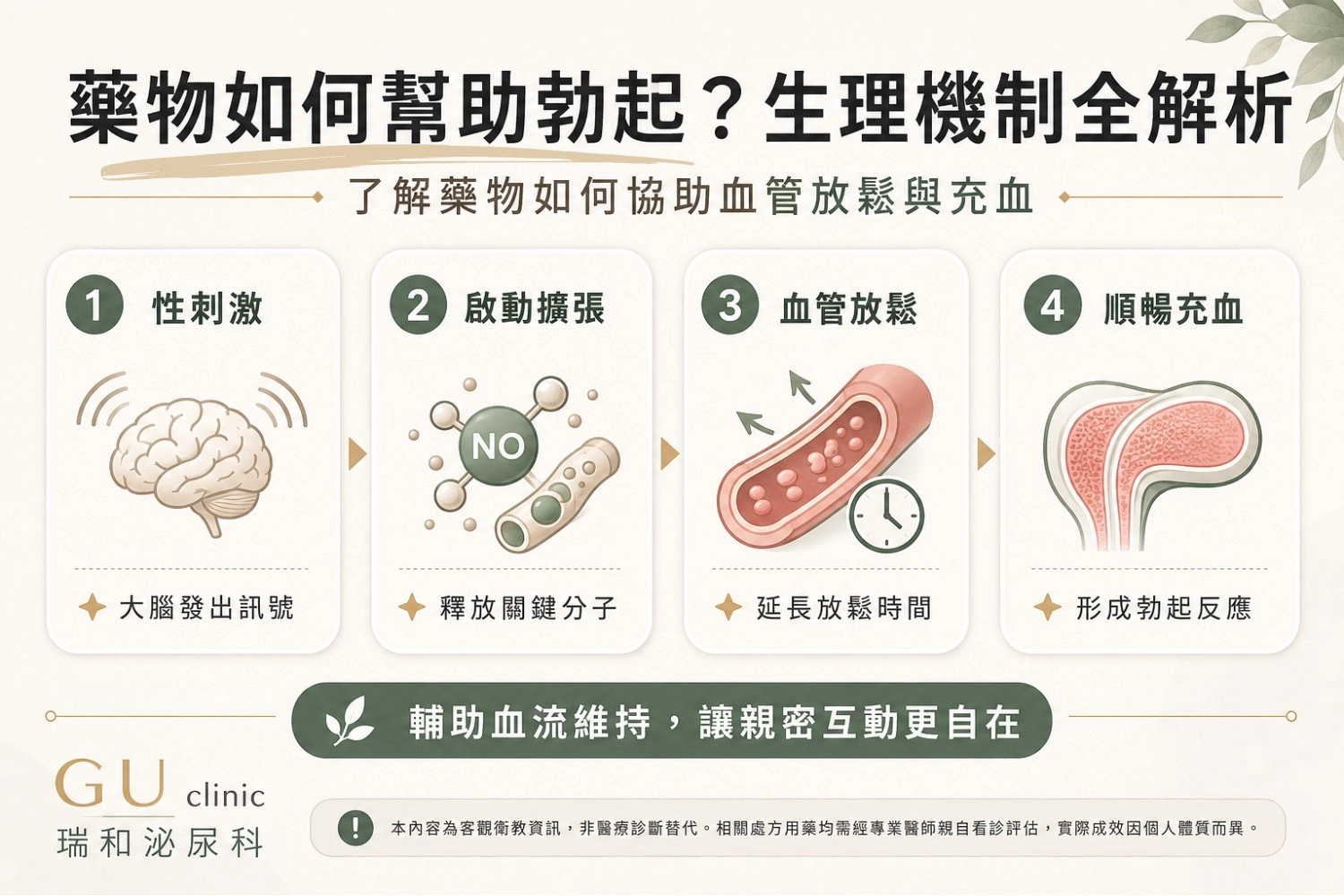瑞和泌尿科診所衛教資訊圖：藥物如何輔助勃起生理機制全解析。內容包含性刺激大腦訊號、一氧化氮釋放、血管放鬆減少cGMP分解，以及海綿體充血形成反應之四步驟科學原理